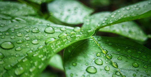 Close-up of water drops on leaf