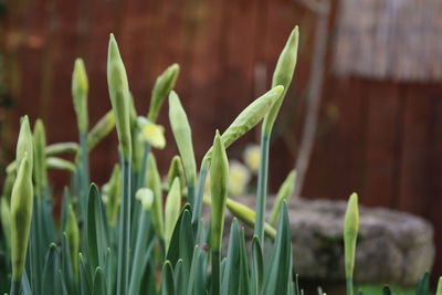 Close-up of plant growing on field