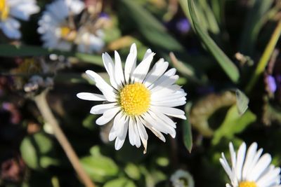 Close-up of white daisy flower