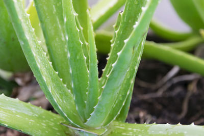 Closeup of fresh green leaves of aloe vera.
