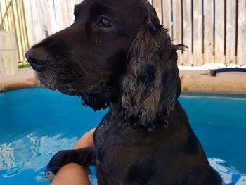 Close-up of dog sitting by swimming pool