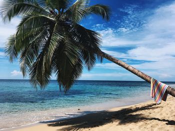 Palm tree on beach against sky