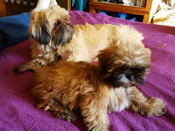 Close-up of dog resting