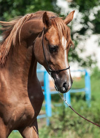 Close-up of horse looking down while standing in ranch