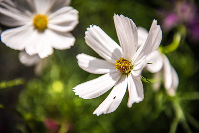 Close-up of white daisy blooming outdoors