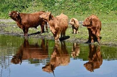 Cows drinking water in lake