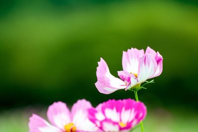 Close-up of pink cosmos flowers blooming outdoors