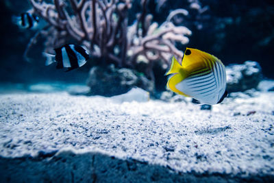 Close-up of fishes swimming in aquarium