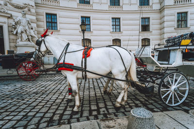 Horse standing on street