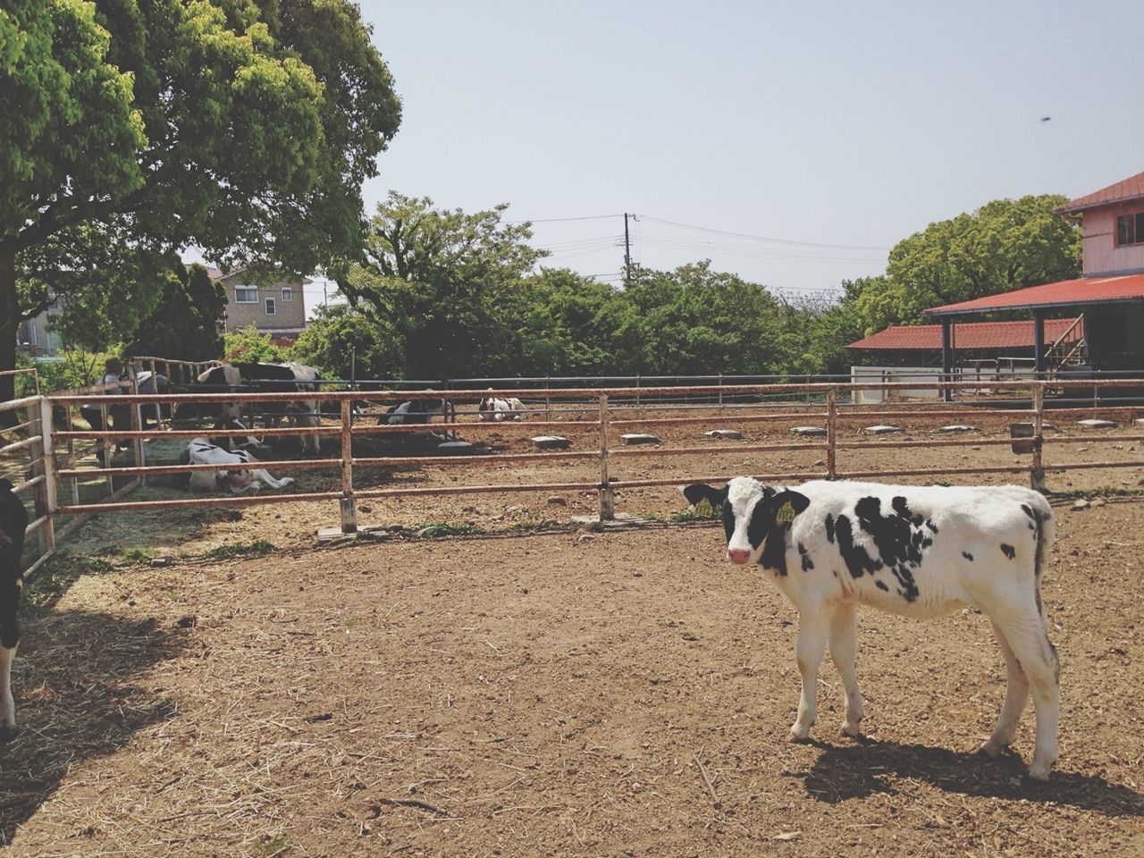 domestic animals, animal themes, tree, mammal, built structure, one animal, pets, architecture, day, building exterior, clear sky, outdoors, sunlight, fence, empty, relaxation, no people, dog, house, transportation