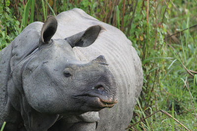 Close up of a indian rhino in the kaziranga national park