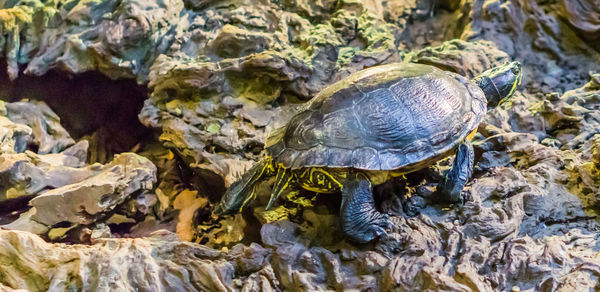 View of turtle on rock