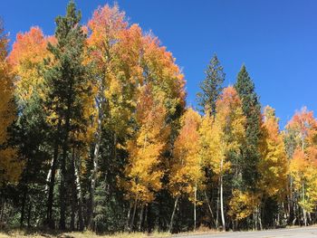 Low angle view of trees growing against clear blue sky