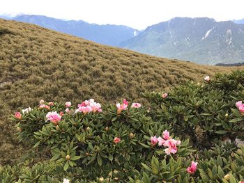 Pink flowering plants on field by mountains against sky