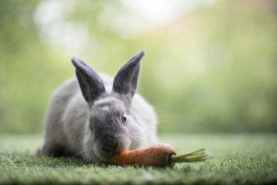 Close-up of rabbit on field