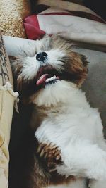 Close-up of cat yawning on bed at home