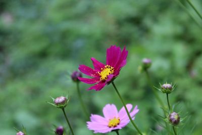 Close-up of pink cosmos flowers blooming outdoors