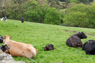 View of sheep on field