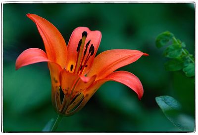 Close-up of flower blooming outdoors