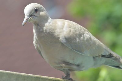 Close-up of bird