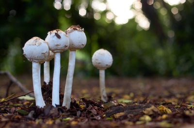 Little bud head mushrooms emerge from the dirt