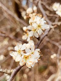 Close-up of cherry blossom