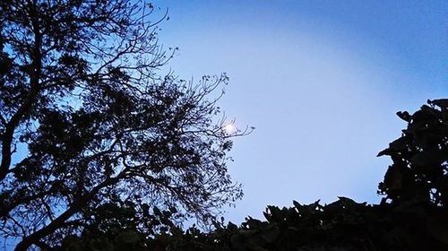 Low angle view of trees against clear blue sky