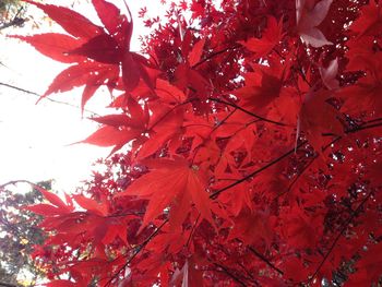 Low angle view of leaves on tree