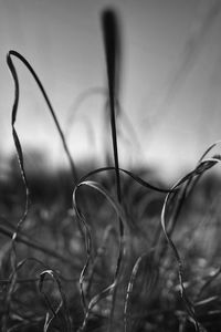 Close-up of leaf against sky