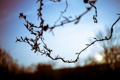 Low angle view of tree against sky