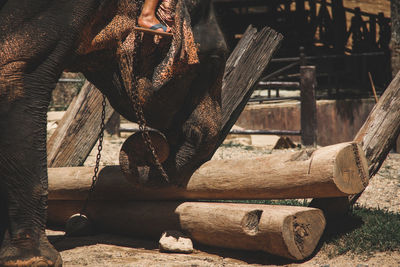 Close-up of elephant holding wooden log