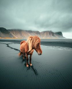 Brown horse at sandy beach against cloudy sky