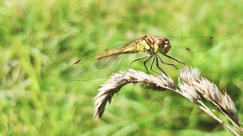 Close-up of dragonfly on plant