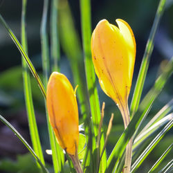 Close-up of yellow flowering plant on field