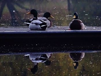 View of birds in water