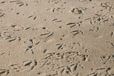 Close-up of footprints on sand