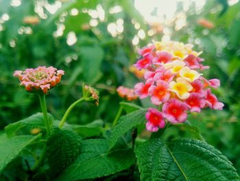 Close-up of fresh pink flowers blooming outdoors