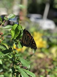 Close-up of butterfly pollinating flower