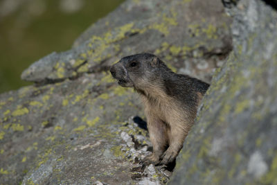 Close-up of a lizard on rock