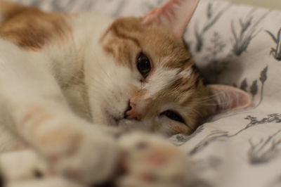 Close-up of a cat lying on bed