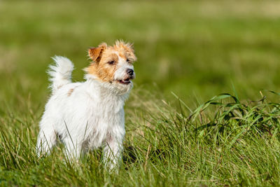 Portrait of dog on field