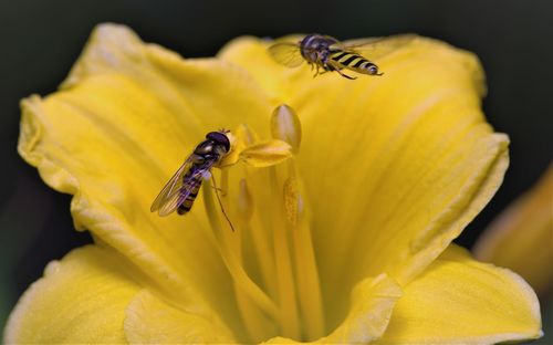 Close-up of bee pollinating on yellow flower
