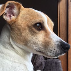 Close-up of dog at home