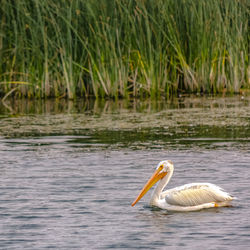 Duck swimming in lake