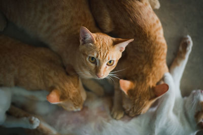 High angle view portrait of a cat