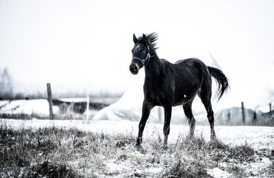 Horse on a field