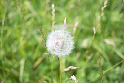 Close-up of dandelion flower