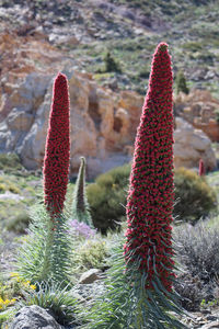 Close-up of cactus on field