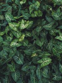 High angle view of plant growing on land