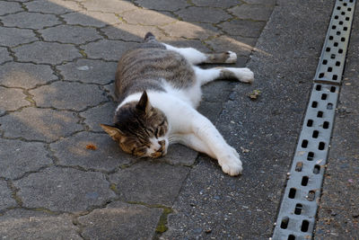 High angle view of cat on footpath by street
